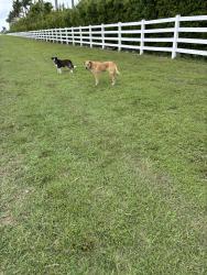 Found/Stray Unknown Dog last seen SW 217th & SW 344th, Homestead, FL 33034