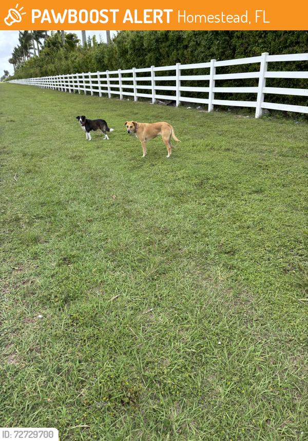 Found/Stray Unknown Dog last seen SW 217th & SW 344th, Homestead, FL 33034