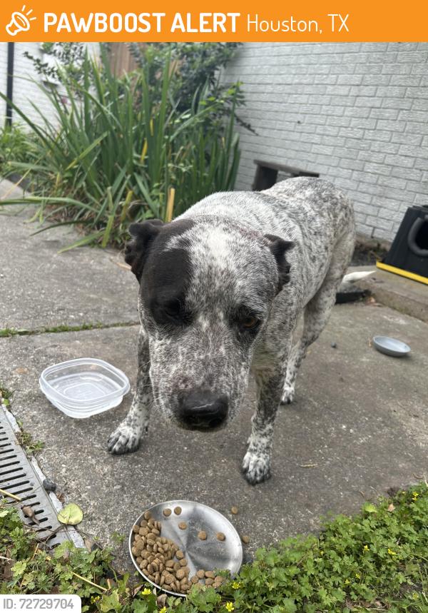 Found/Stray Male Dog last seen Caplin St and Paine, Houston, TX 77022