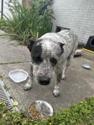 Found/Stray Male Dog last seen Caplin St and Paine, Houston, TX 77022