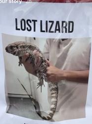 Lost Female Reptile last seen Balboa San Diego , San Diego, CA 92111