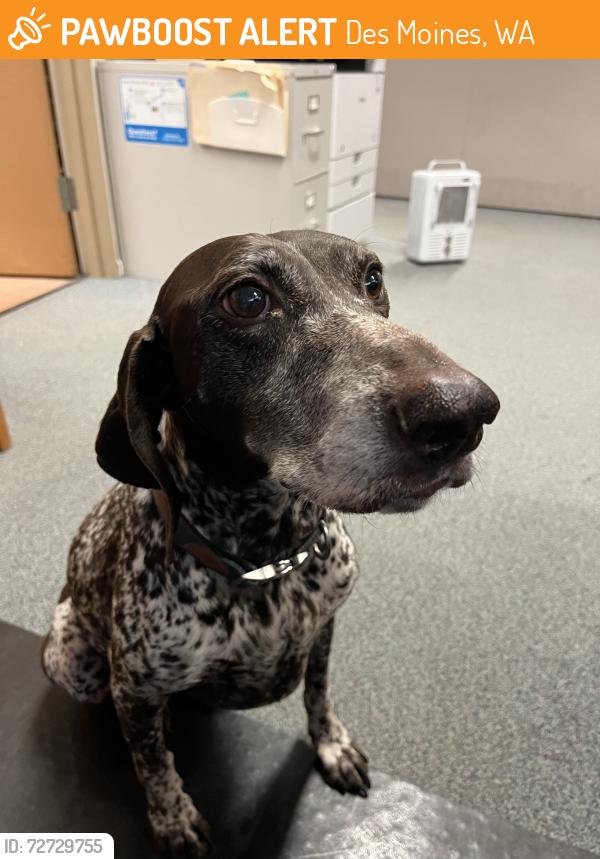 Found/Stray Female Dog last seen Not sure where she was found, Des Moines, WA 98148