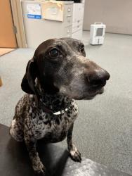 Found/Stray Female Dog last seen Not sure where she was found, Des Moines, WA 98148