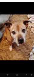 Lost Male Dog last seen Center academy rd Stuart va , Stuart, VA 24171