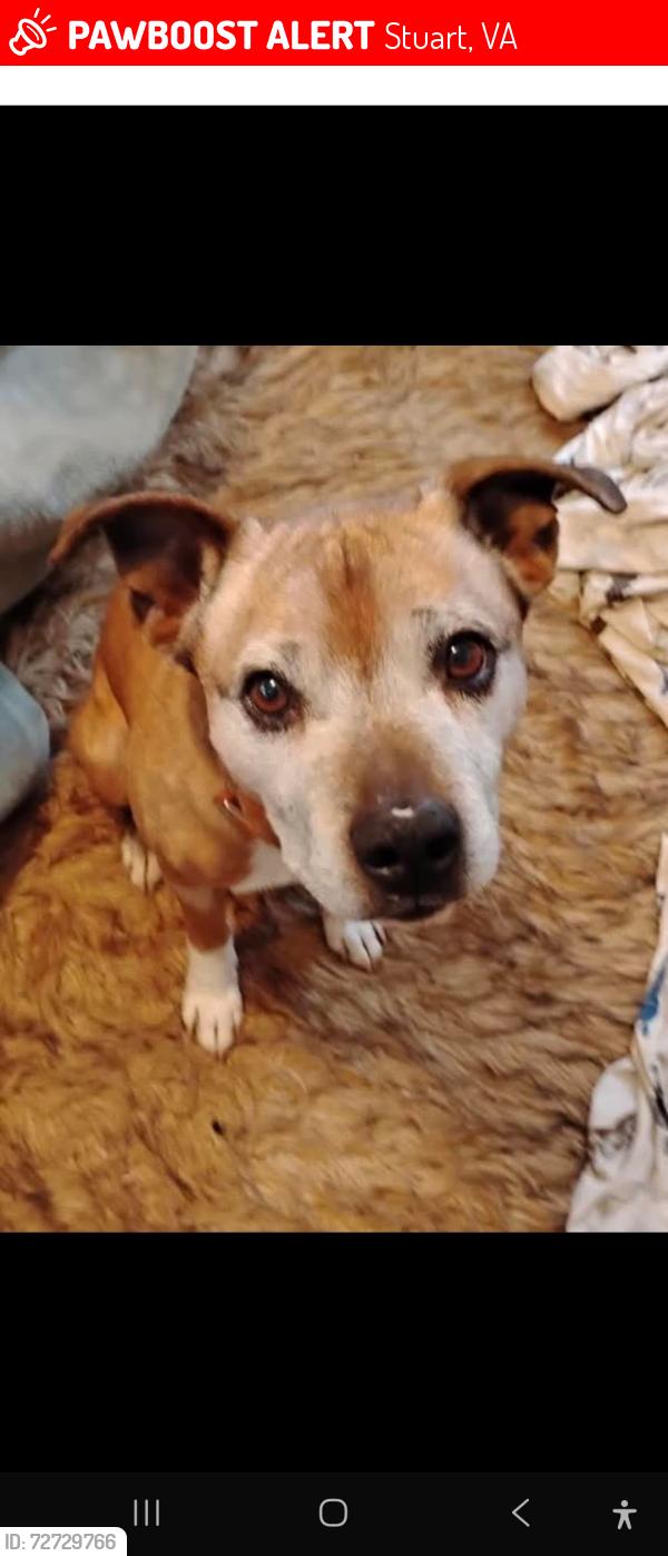 Lost Male Dog last seen Center academy rd Stuart va , Stuart, VA 24171