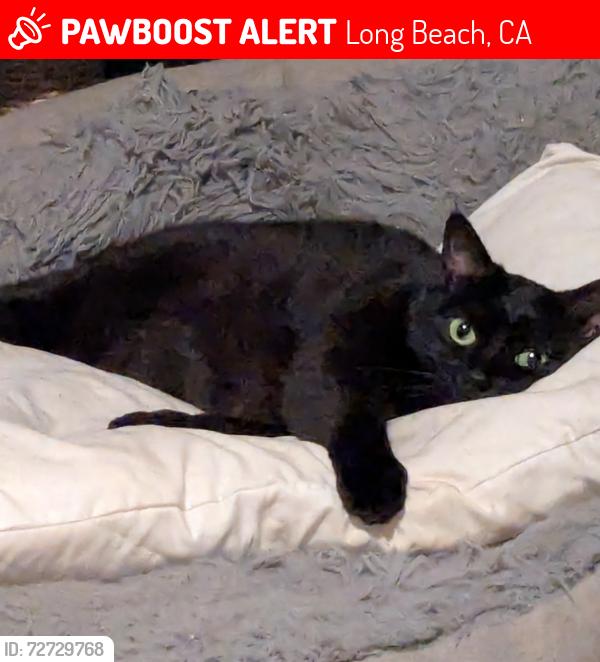 Lost Female Cat last seen Linden and 51st Street , Long Beach, CA 90805