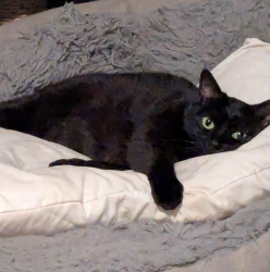 Lost Female Cat last seen Linden and 51st Street , Long Beach, CA 90805
