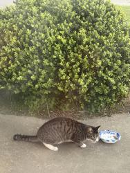 Found/Stray Unknown Cat last seen Northridge dr. Daly City, Daly City, CA 94015