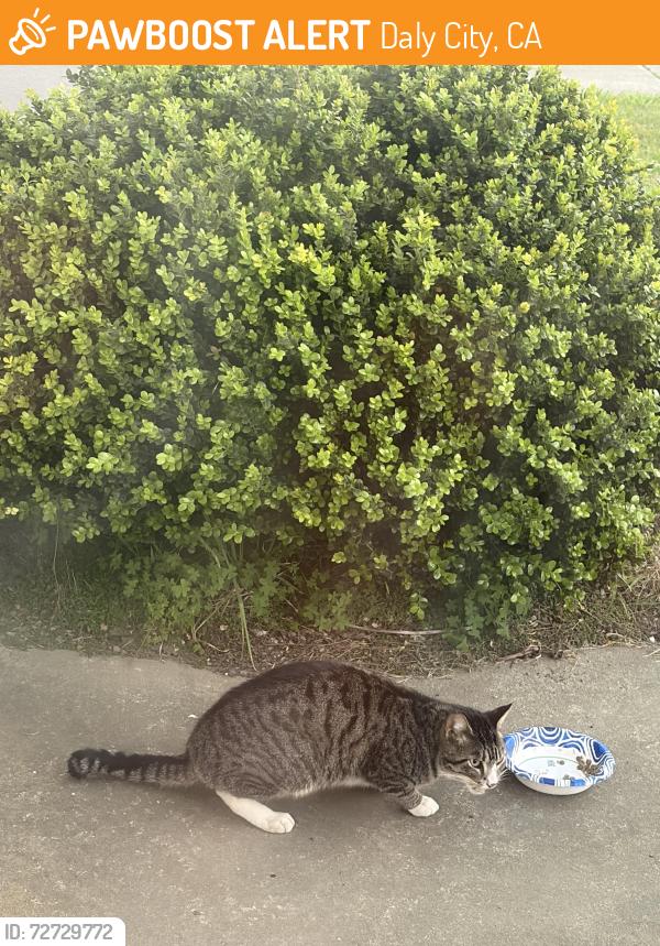 Found/Stray Unknown Cat last seen Northridge dr. Daly City, Daly City, CA 94015