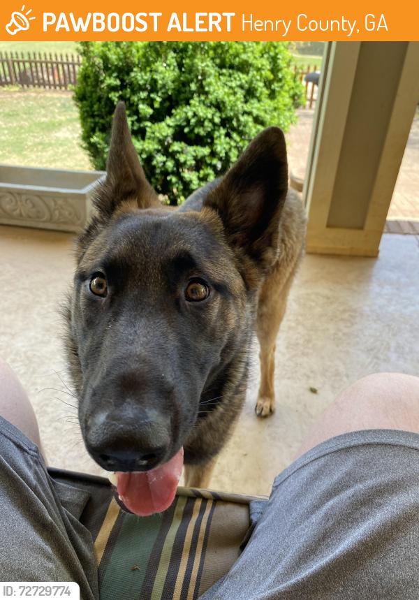 Found/Stray Male Dog last seen Honey creek road, Henry County, GA 30252
