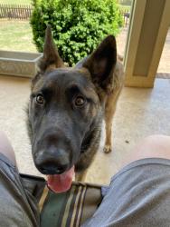 Found/Stray Male Dog last seen Honey creek road, Henry County, GA 30252