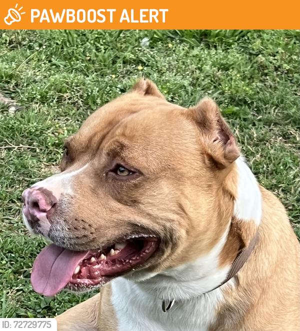 Found/Stray Male Dog last seen Zuber Road Springville, AL, Jefferson County, AL 35048