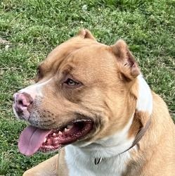 Found/Stray Male Dog last seen Zuber Road Springville, AL, Jefferson County, AL 35048