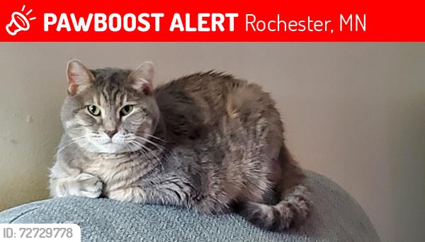 Lost Female Cat last seen Assisi Heights Area Rochester MN, Rochester, MN 55901