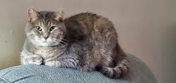 Lost Female Cat last seen Assisi Heights Area Rochester MN, Rochester, MN 55901