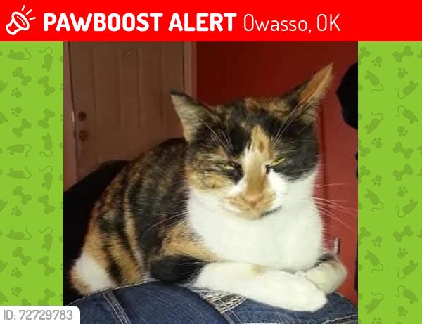 Lost Female Cat last seen 86th & Garrett, Owasso, OK 74055