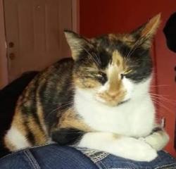 Lost Female Cat last seen 86th & Garrett, Owasso, OK 74055