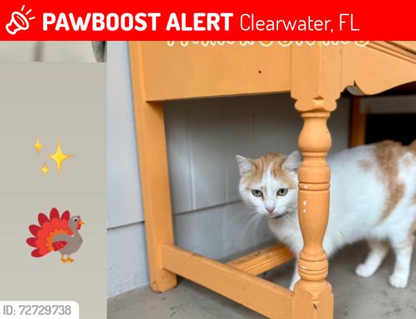Lost Female Cat last seen Bayview Dr, Clearwater, FL 33756