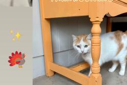 Lost Female Cat last seen Bayview Dr, Clearwater, FL 33756
