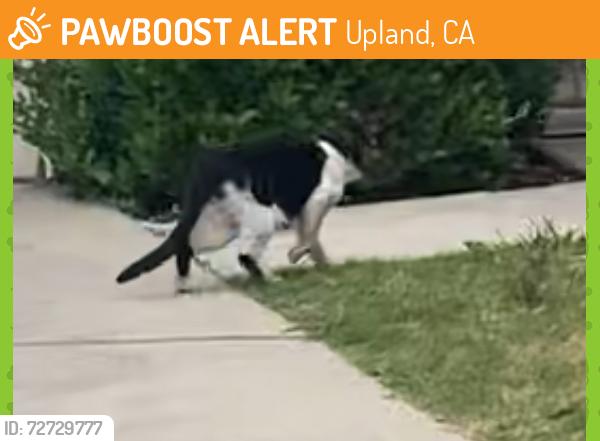 Found/Stray Unknown Cat last seen Mildura and mountain upland CA, Upland, CA 91784