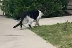Found/Stray Unknown Cat last seen Mildura and mountain upland CA, Upland, CA 91784