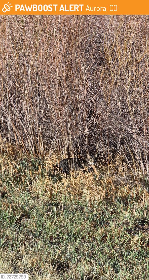 Found/Stray Unknown Cat last seen S Biloxi Way and E Chenango Pl., Aurora, CO 80016