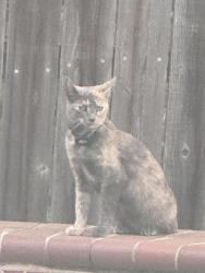 Found/Stray Unknown Cat last seen Springhill & N. Pebble Beach, Missouri City, TX 77459