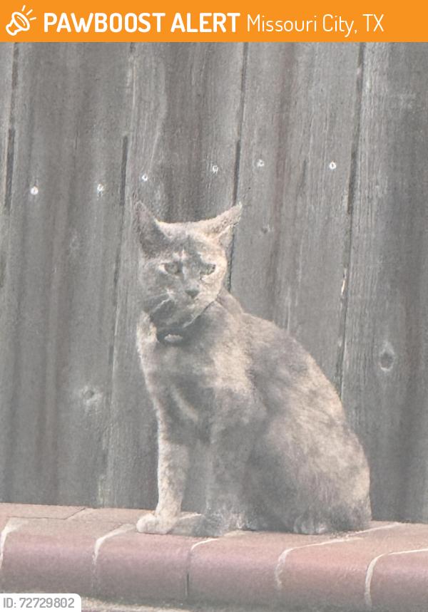 Found/Stray Unknown Cat last seen Springhill & N. Pebble Beach, Missouri City, TX 77459