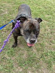 Found/Stray Female Dog last seen Cosoy way, San Diego, CA 92110