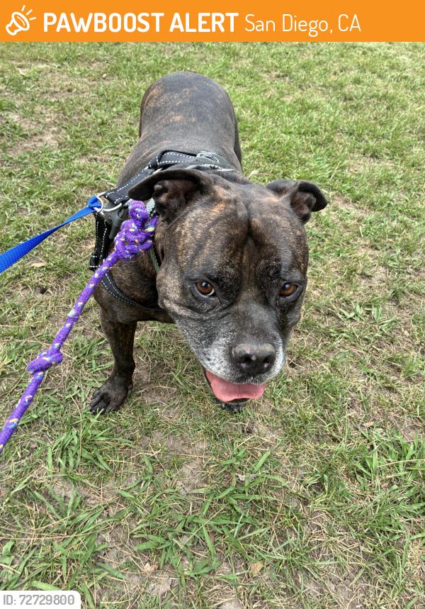 Found/Stray Female Dog last seen Cosoy way, San Diego, CA 92110