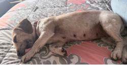 Lost Female Dog last seen Harrison street 33rd street, San Bernardino, CA 92404