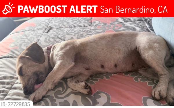 Lost Female Dog last seen Harrison street 33rd street, San Bernardino, CA 92404