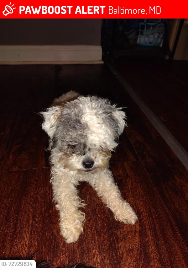 Lost Female Dog last seen Fairlawn ave, Baltimore, MD 21215
