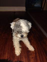 Lost Female Dog last seen Fairlawn ave, Baltimore, MD 21215