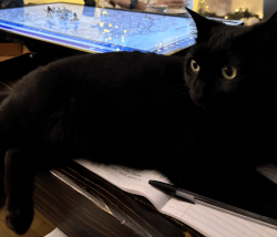Lost Male Cat last seen Pine Grove Dr., Wilmington, NC 28409