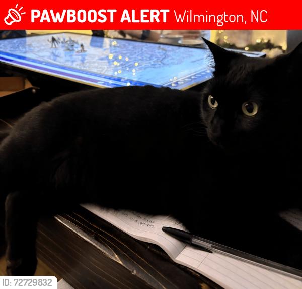 Lost Male Cat last seen Pine Grove Dr., Wilmington, NC 28409