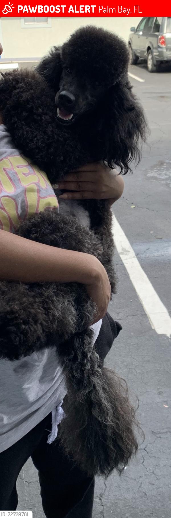 Lost Male Dog last seen Sheridan avenue/Elmont, Palm Bay, FL 32907