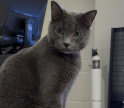 Lost Male Cat last seen Dawning Court, Lake Elsinore, Lake Elsinore, CA 92530