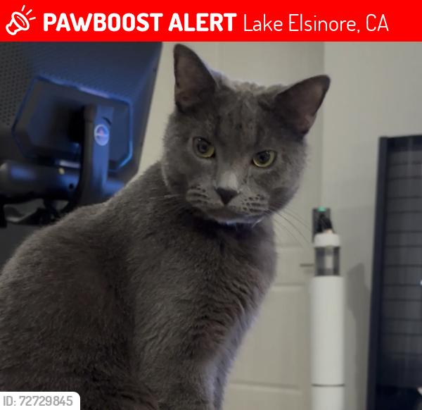 Lost Male Cat last seen Dawning Court, Lake Elsinore, Lake Elsinore, CA 92530