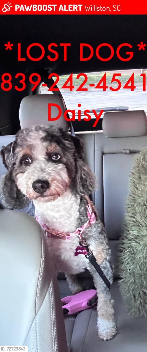 Lost Female Dog last seen Near keith Cir Williston Sc 29853, Williston, SC 29853