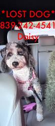 Lost Female Dog last seen Near keith Cir Williston Sc 29853, Williston, SC 29853
