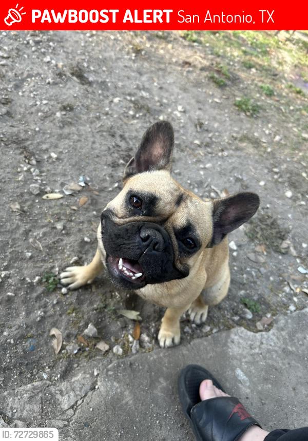 Lost Female Dog last seen Southcross or fitch ave, San Antonio, TX 78221