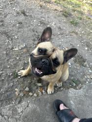 Lost Female Dog last seen Southcross or fitch ave, San Antonio, TX 78221