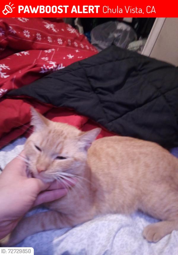 Lost Male Cat last seen He wouldn't go far maybe the parks around 1615 via nopal, Chula Vista, CA 91913