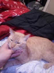 Lost Male Cat last seen He wouldn't go far maybe the parks around 1615 via nopal, Chula Vista, CA 91913