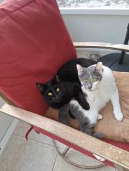 Lost Male Cat last seen Monongahela Avenue & Acadia Street, Keystone Heights, FL 32656, Clay County, FL 32656