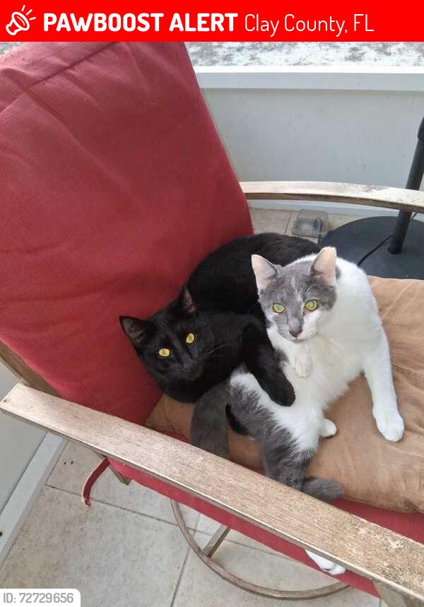 Lost Male Cat last seen Monongahela Avenue & Acadia Street, Keystone Heights, FL 32656, Clay County, FL 32656