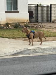 Found/Stray Male Dog last seen Heading down Little League towards North Verdemont, San Bernardino, CA 92407