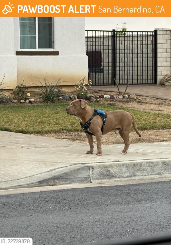 Found/Stray Male Dog last seen Heading down Little League towards North Verdemont, San Bernardino, CA 92407