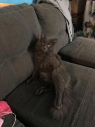 Lost Male Cat last seen Green Circle Drive Gastonia NC, Gastonia, NC 28054